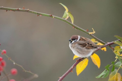 Tree Sparrow, Dog Rose, Passer Montanus, Rosa Canina, Rosaceae, Rose Family, Sparrow, Autumn,