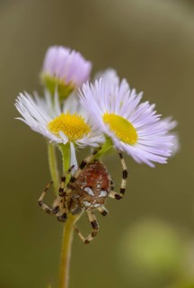 Araneus quadratus, Araneus reaumuri, four-spot orb-weaver, cross spider, four-spotted spider,