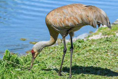 Lesser Sandhill Crane, (Grus canadensis), George C. Reifel Migratory Bird Sanctuary, Delta, British