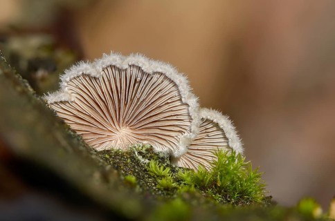 Common porecrust, common cleft leaflet, schizophyllum commune, split gill, fungi, fungus, mushrooms