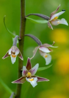 Common marsh root, epipactis palustris, orchidaceae, orchids, orchid family, swamp sitter, marsh