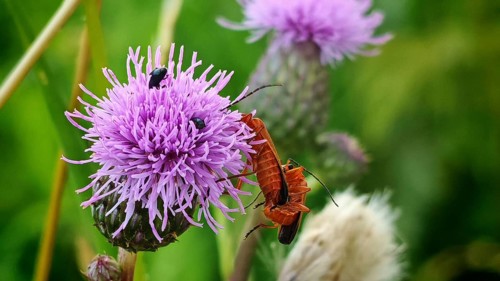 Two common red soldier beetles (Rhagonycha fulva) mating on a purple thistle flower (Cirsium
