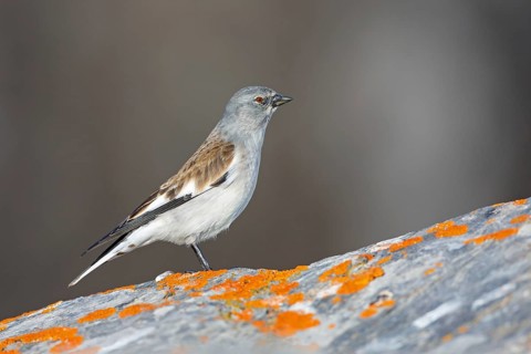 Snowfinch (Montifringilla nivalis), Valais, Switzerland