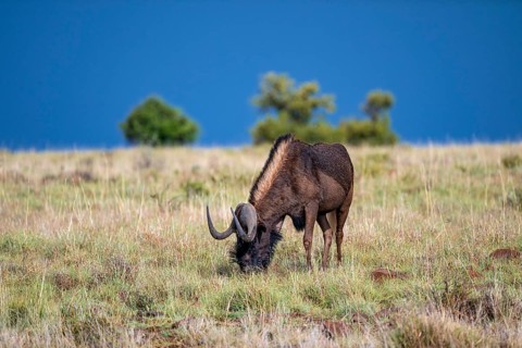 White-tailed wildebeest (Connochaetes gnou), adult, Mountain Zebra National Park, Eastern Cape,