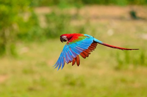 A colourful parrot hovers with outstretched wings above a green expanse: the green-winged macaw, or