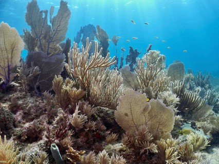 A vibrant coral reef with various species of coral and Vensufächern (Gorgonia ventalina) bathed in