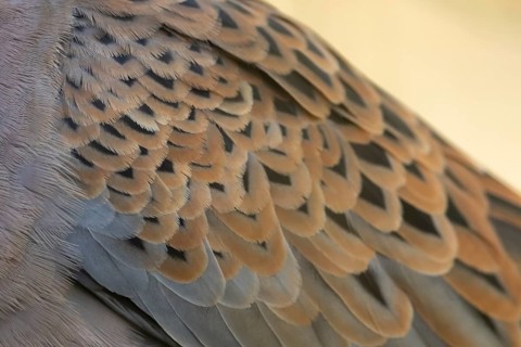 European turtle dove (Streptopelia turtur) adult bird close up of its wing feathers, England,