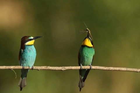 A bird displays its prey in its beak, whilst another sits beside it: a bee-eater (Merops apiaster)