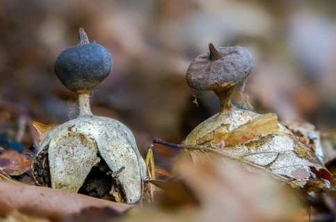 Earth star, geastrum calyculatum, geastrum pectinatum, chambered earth star, beret earthstar,