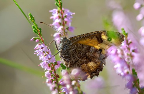 Brandenburg, Germany, heather, Hipparchia Semele, Nabu, Nabu project, national natural heritage,