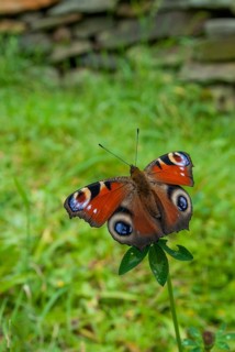Aglais io, Inachis io, Nymphalis io, peacock, peacock, butterfly, high size, portrait format,