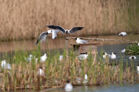 Black-headed gull, Chroicocephalus ridibundus, black-headed gull, Larus ridibundus, birds,