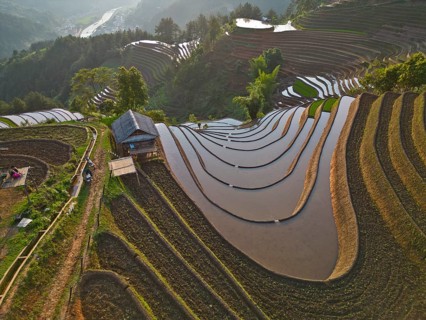 Aerial view of rice terraces setting new fresh green rice, new fresh green rice seedlings at Mù