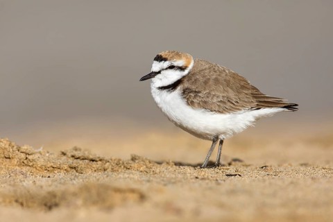 Kentish Plover (Charadrius alexandrinus) on beach, Fuerteventura, Spain