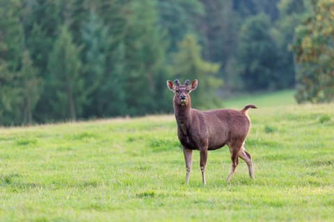 A sambar stag (Rusa unicolor) with growing antlers in velvet stands in a green meadow on an