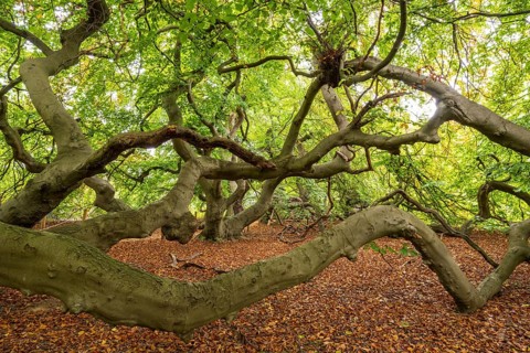 European beech (Fagus sylvatica), tree-lined avenue in Bad Nenndorf, Bad Nenndorf, Lower Saxony,
