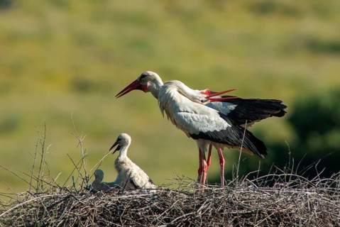 Ciconia ciconia, white stork, birds, ciconiiformes, extremadura, nest, walking birds, Spain, wading