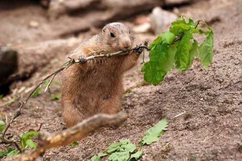 Black-tailed prairie dog, Cynomys ludovicianus, eating fresh leaves, Tierpark Nürnberg, Am