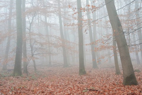 Forest with copper beeches (Fagus sylvatica) and English oaks (Quercus robur) in the morning mist,