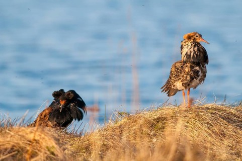 Calidris Pugnax, fighter runner, Norway, Philomachus Pugnax, ruff, varanger, courtship, courtship