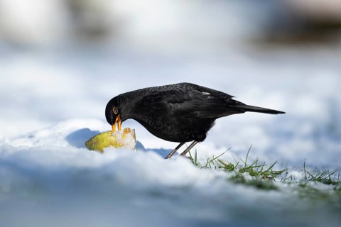 Eurasian blackbird (Turdus merula) adult male garden bird feeding on fruit on a snow covered lawn