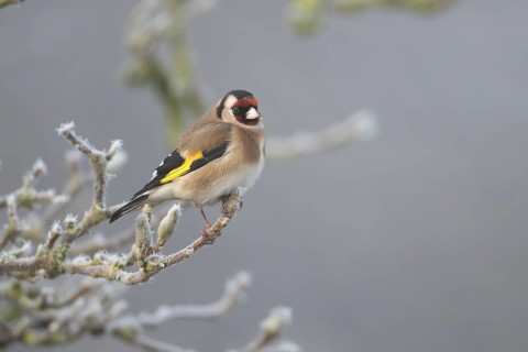 European goldfinch (Carduelis carduelis) adult garden bird on a frost covered tree in winter,