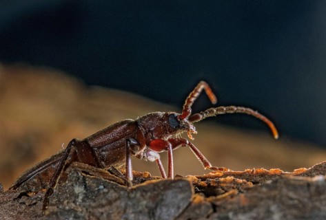 Arhopalus tristis, burnt pine longhorn beetle, pits spec.1, beetle, longhorn beetle, coleoptera,