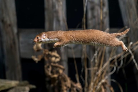 Carnivora, least weasel, mouse weasel, mustela nivalis, predators, bolt, mammals, raptors, jump,