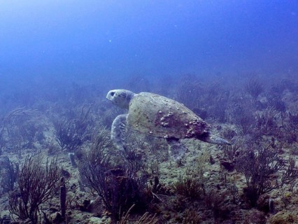 A loggerhead sea turtle (Caretta caretta) glides over a reef in the depths of the ocean, at the