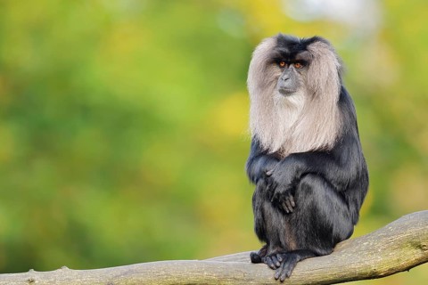 Lion-tailed Macaque or Wanderu (Macaca silenus), female sitting on a branch, in captivity, native