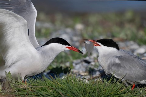Common Tern (Sterna hirundo), Texel, Netherlands