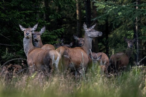 At the end of July, the red deer fawns (Cervus elaphus) follow their mothers in a herd – sweet,
