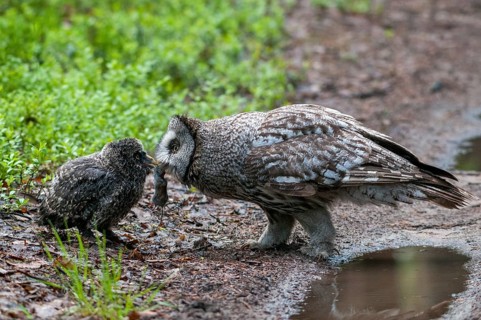 Bearded Owl, Finland, Great Grey Owl, Strix Nebulosa, Prey, Birds, Capture, Owls, Feeding, Female,