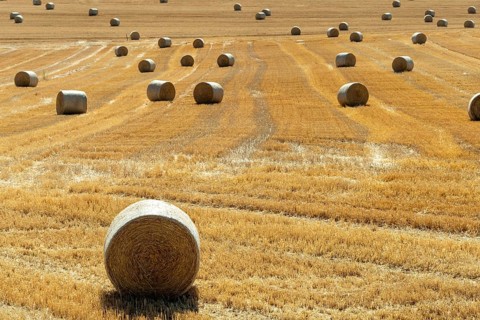 Golden hay bales resting in Limagne plain. Puy de Dome. Auvergne Rhone Alpes. France