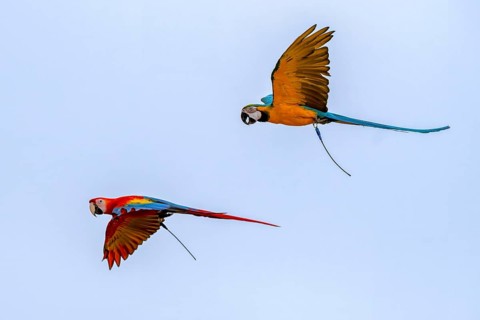 Scarlet Macaw (Ara macao) on the right. Yellow-breasted Macaw (Ara ararauna) . Parrots, Jomtien,