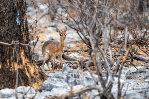 Damara dik-dik or kirk dik-dik (Madoqua kirkii), adult animal in the undergrowth, Etosha National