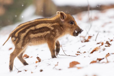 Wild boar (Sus scrofa) in the snow, fresh boar, Melle, Lower Saxony, Germany