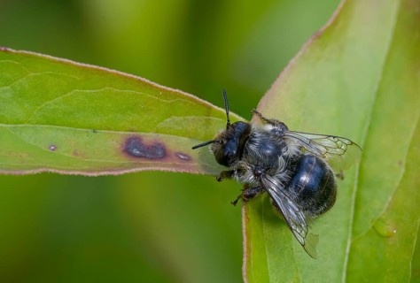 Apidae, bees, blue mason bee, hymenoptera, mason bee, hymenoptera, mason bee, osmia caerulescens,