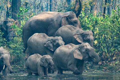 Wild elephant herd with young animals at watering hole, Asian elephant, Elephas maximus, Bardia