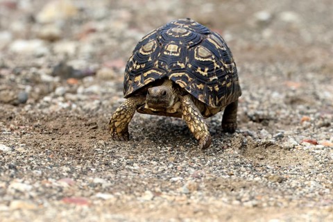 Leopard tortoise (Testudo pardalis), adult, walking, foraging, Kruger National Park, South Africa