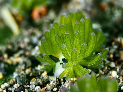 Small green nudibranch, the ‘Shaun the Sheep' nudibranch (Costasiella kuroshimae), on the seabed.
