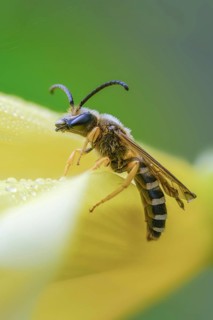 Apidae, bees, furrow bee, yellow-haired furrow bee, halictus scabiosae, hymenoptera, great banded