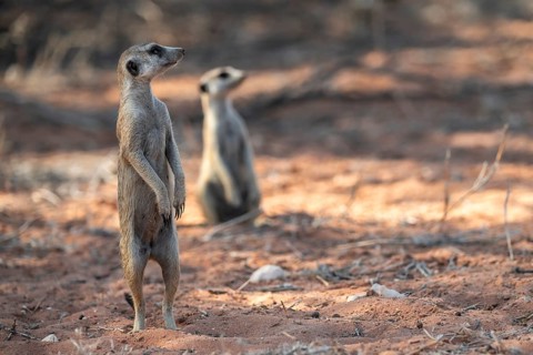 Standing meerkat (Suricatta suricata), on guard, Kgalagadi Transfrontier Park, Northern Cape, South