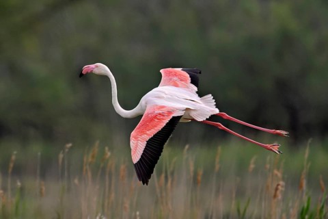 Pink flamingo (Phoenicopterus roseus), in flight over the reeds, Camargue Regional Nature Park,
