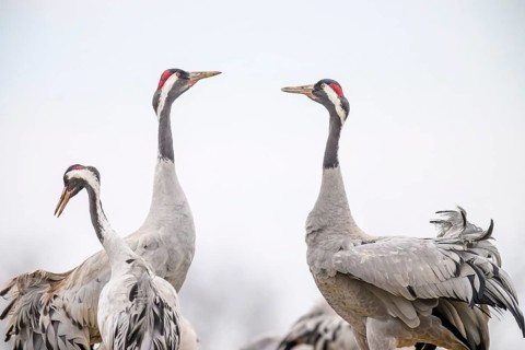 Four cranes (Grus grus) with outstretched wings against a clear sky, elegant and alert,