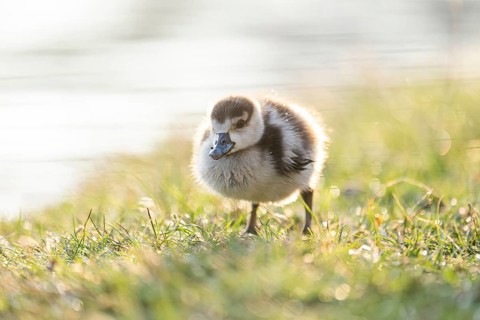 Egyptian goose (Alopochen aegyptiaca) cute chick on a meadow at the shore of a lake, Bavaria,