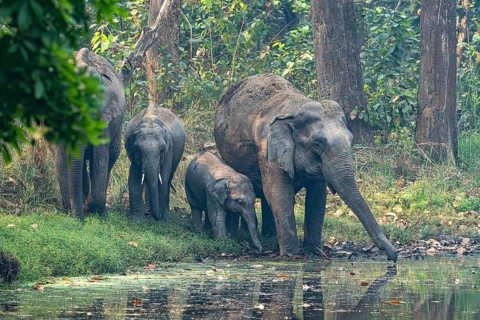 Wild elephants at waterhole, Asian elephant, Elephas maximus, Bardia National Park, jungle, jungle,