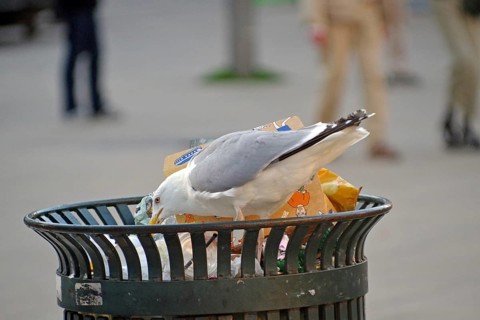 Seagull looking for food in a full trash can in an urban environment, Oslo, Norway