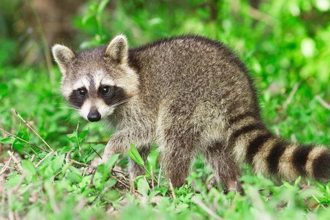 Animals, Mammals, Raccoon (Procyon lotor), Florida, USA, Michigan, USA
