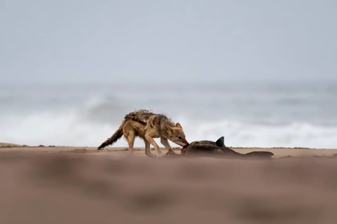 Black-backed jackal (Canis mesomelas) feeding on a dead seal on the beach, Atlantic coast, Namib